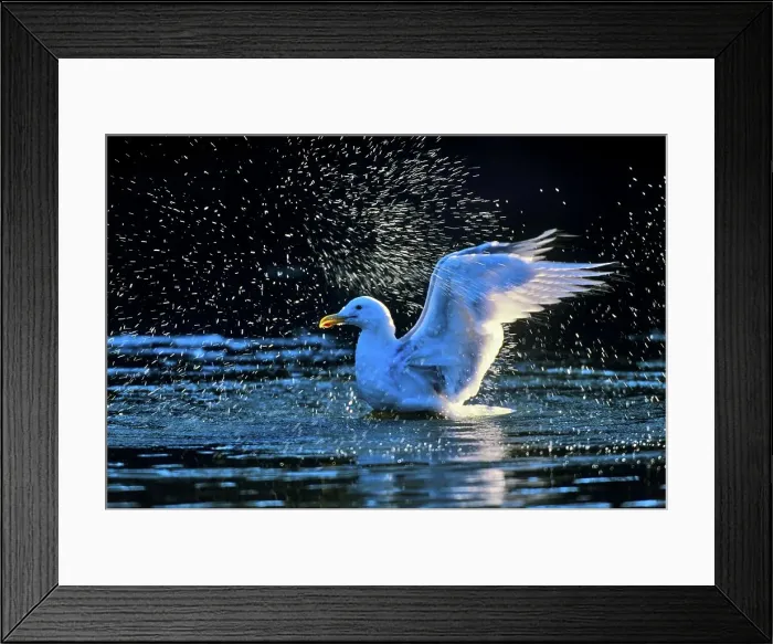 Framed Print : 4097, 4097-4452 Framed Print : 4097, 4097-4452