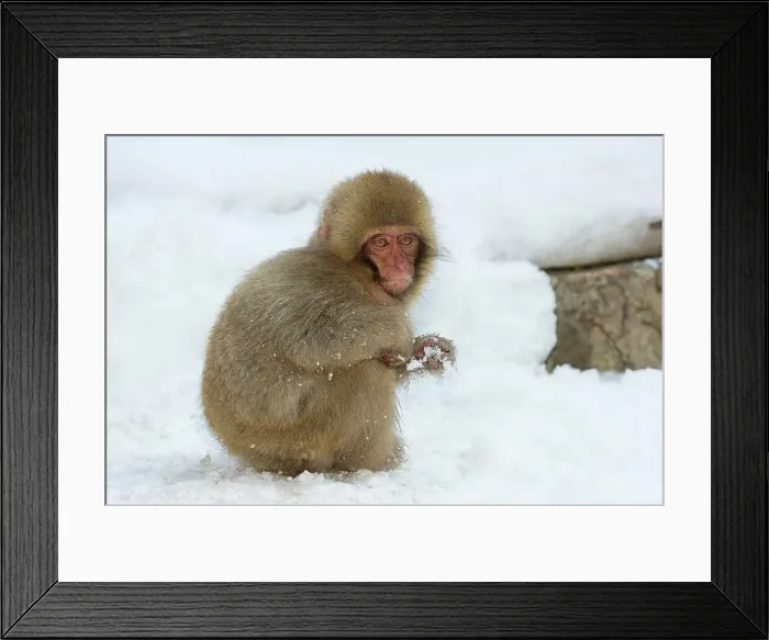 Framed Print : Japanese macaque or snow monkey (Macaca fuscata) young Framed Print : Japanese macaque or snow monkey (Macaca fuscata) young