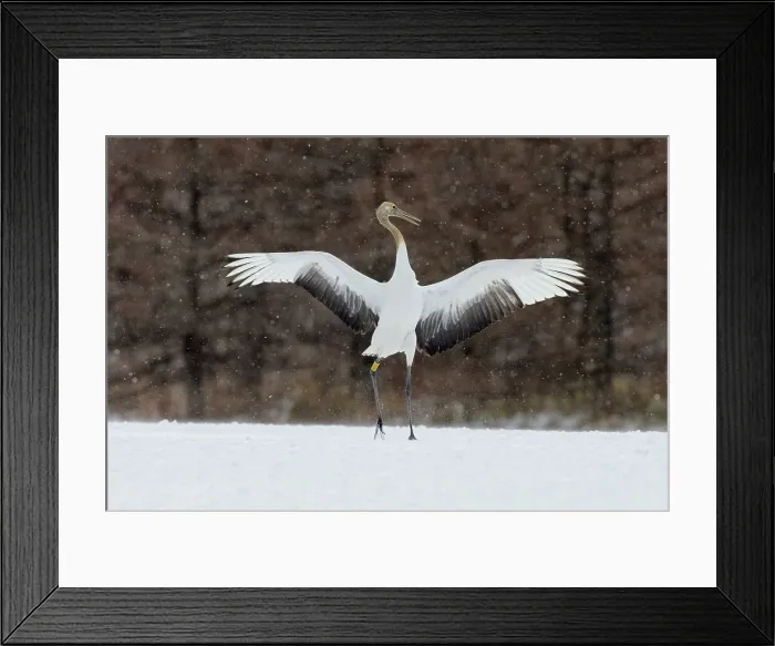 Framed Print : Japan, Hokkaido, Japanese Red-crowned Crane (Grus japonensis) performing courtship dance Framed Print : Japan, Hokkaido, Japanese Red-crowned Crane (Grus japonensis) performing courtship dance