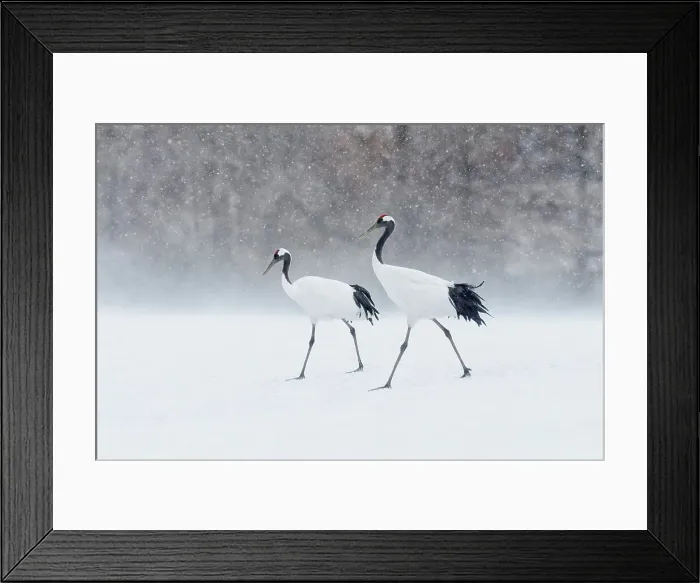 Framed Print : Japan, Hokkaido, Japanese Red-crowned Cranes (Grus japonensis) Framed Print : Japan, Hokkaido, Japanese Red-crowned Cranes (Grus japonensis)