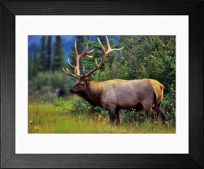 Framed Print : Canada, Alberta, Elk, Jasper National Park Framed Print : Canada, Alberta, Elk, Jasper National Park