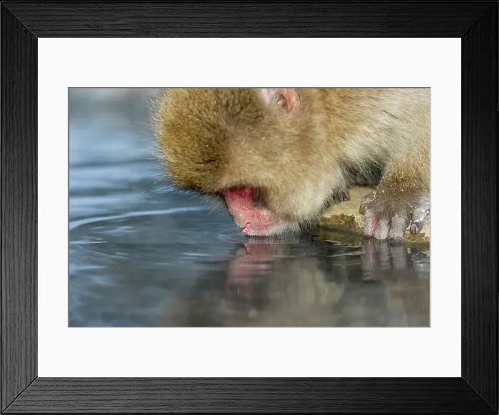 Framed Print : Japanese macaque or snow monkey (Macaca fuscata) drinking from hot spring Framed Print : Japanese macaque or snow monkey (Macaca fuscata) drinking from hot spring