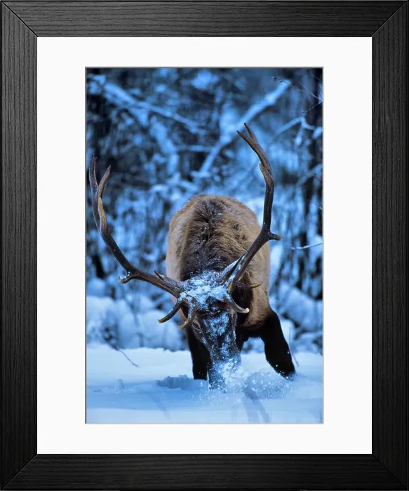 Framed Print : 4097, 4097-4455 Framed Print : 4097, 4097-4455