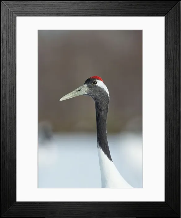 Framed Print : Japan, Hokkaido, Japanese Red-crowned Crane (Grus japonensis) portrait Framed Print : Japan, Hokkaido, Japanese Red-crowned Crane (Grus japonensis) portrait