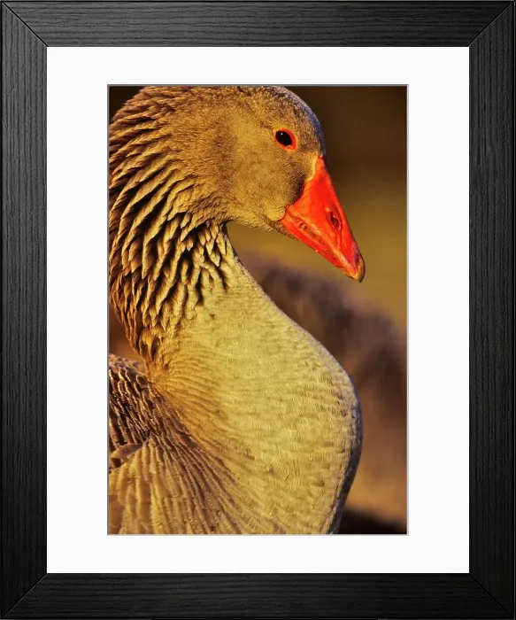 Framed Print : 4097, 4097-4431 Framed Print : 4097, 4097-4431