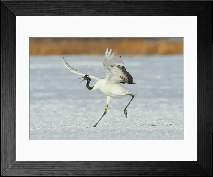 Framed Print : Japan, Hokkaido, Japanese Red-crowned Crane (Grus japonensis) performing courtship dance Framed Print : Japan, Hokkaido, Japanese Red-crowned Crane (Grus japonensis) performing courtship dance