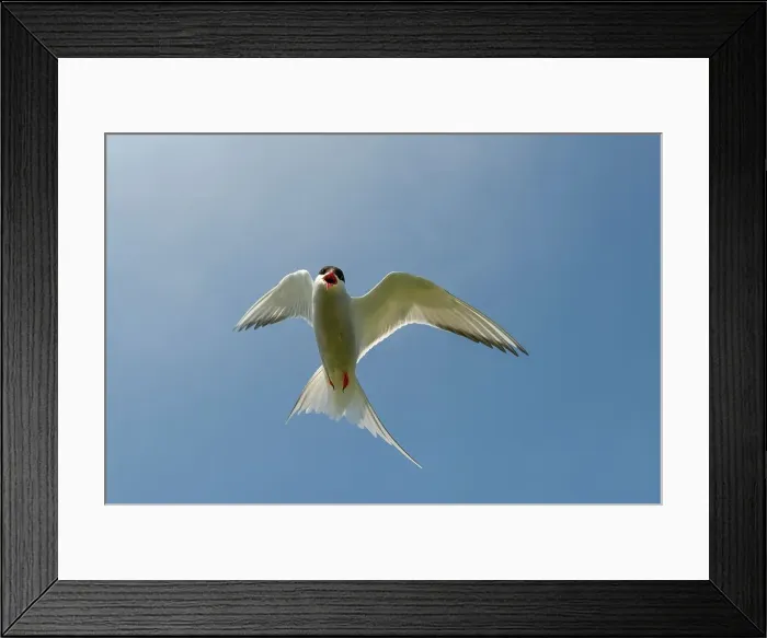 Framed Print : UK, Northumberland, Arctic Tern (Sterna paradisaea) adult in flight exhibiting mobbing behavior Framed Print : UK, Northumberland, Arctic Tern (Sterna paradisaea) adult in flight exhibiting mobbing behavior