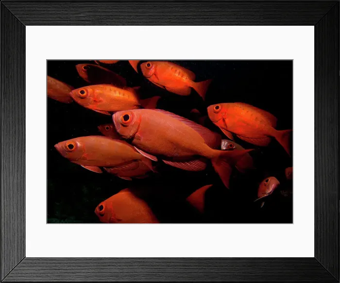 Framed Print : Underwater view of school of fish