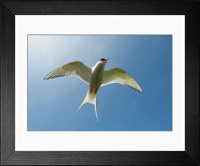 Framed Print : UK, Northumberland, Arctic Tern (Sterna paradisaea) adult in flight exhibiting mobbing behavior Framed Print : UK, Northumberland, Arctic Tern (Sterna paradisaea) adult in flight exhibiting mobbing behavior