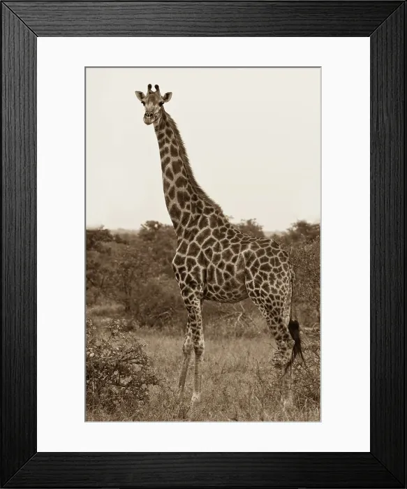 Framed Print : Giraffe (Giraffa camelopardalis) in a forest Framed Print : Giraffe (Giraffa camelopardalis) in a forest