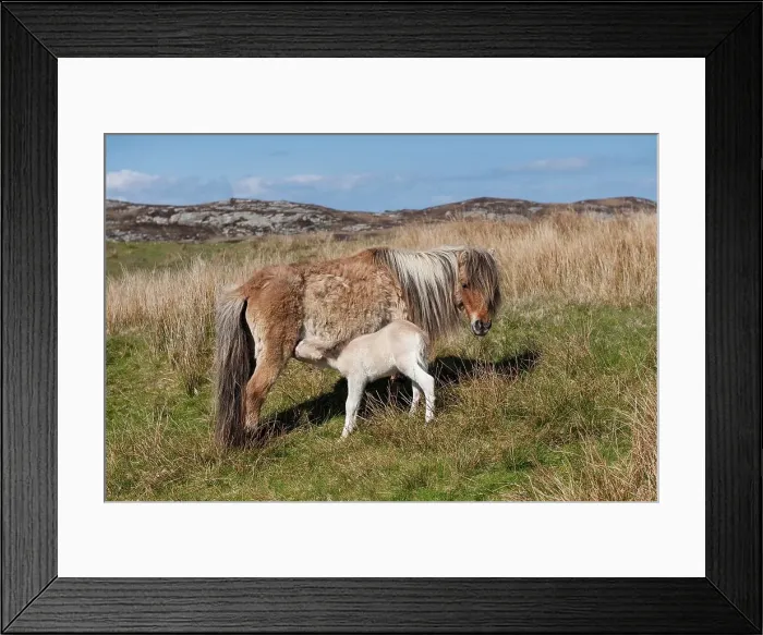Framed Print : UK, Scotland, Hebredes, South Uist Framed Print : UK, Scotland, Hebredes, South Uist