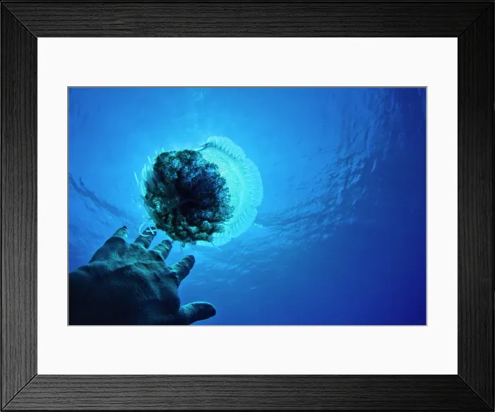 Framed Print : Scuba diver touching a Moon jellyfish (Aurelia aurita) underwater Framed Print : Scuba diver touching a Moon jellyfish (Aurelia aurita) underwater