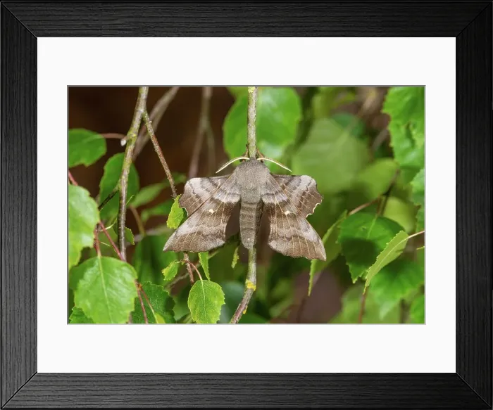 Framed Print : UK, Norfolk, Poplar Hawkmoth (Laothoe populi) adult resting Framed Print : UK, Norfolk, Poplar Hawkmoth (Laothoe populi) adult resting