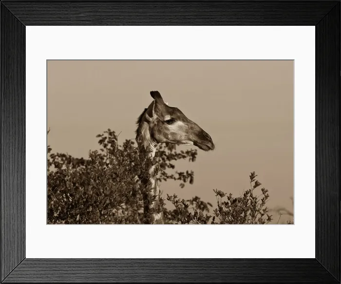 Framed Print : Giraffe (Giraffa camelopardalis) peeking over a tree Framed Print : Giraffe (Giraffa camelopardalis) peeking over a tree