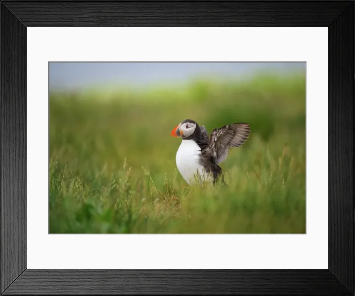 Framed Print : UK, Northumberland, Farne Islands Framed Print : UK, Northumberland, Farne Islands