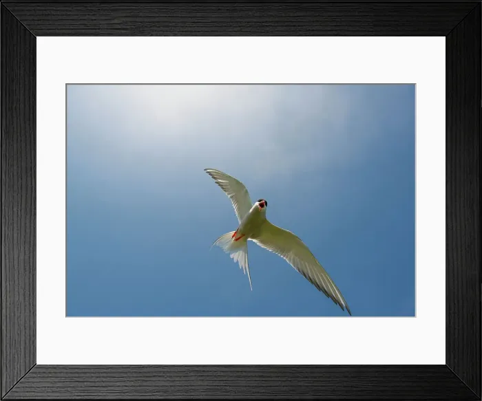 Framed Print : UK, Northumberland, Arctic Tern (Sterna paradisaea) adult in flight exhibiting mobbing behavior
