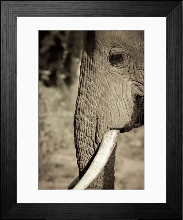 Framed Print : Close-up of an African elephant (Loxodonta africana) Framed Print : Close-up of an African elephant (Loxodonta africana)