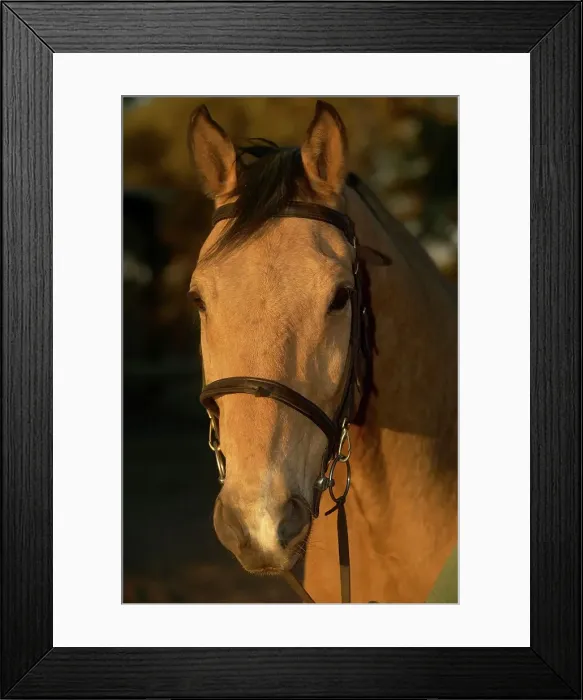 Framed Print : Horse from Limpopo Valley Horse Safaris at Mashatu Game Reserve Framed Print : Horse from Limpopo Valley Horse Safaris at Mashatu Game Reserve