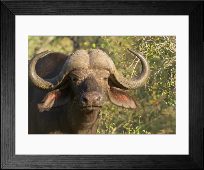 Framed Print : Cape Buffalo (Syncerus caffer) Framed Print : Cape Buffalo (Syncerus caffer)