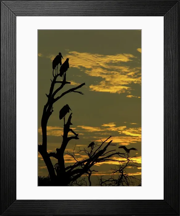 Framed Print : Marabou Stork (Leptopilos crumeniferns) in dead tree at sunset Framed Print : Marabou Stork (Leptopilos crumeniferns) in dead tree at sunset
