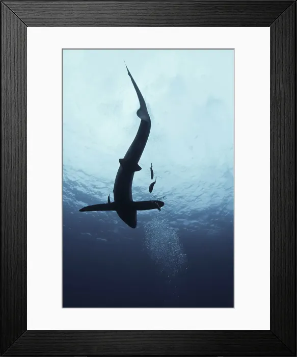 Framed Print : Blue shark (Prionace glauca) underwater Framed Print : Blue shark (Prionace glauca) underwater
