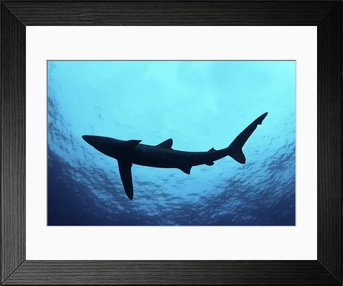 Framed Print : Blue shark (Prionace glauca) underwater Framed Print : Blue shark (Prionace glauca) underwater