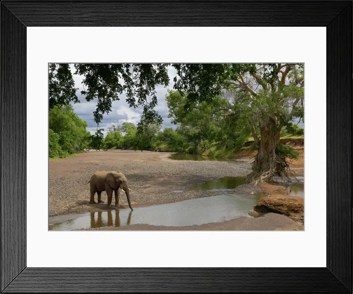 Framed Print : African Elephant (Loxodonta Africana) at waterhole