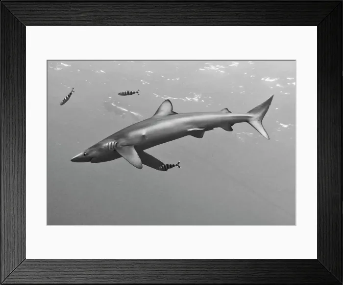 Framed Print : Blue shark (Prionace glauca) with small fish underwater Framed Print : Blue shark (Prionace glauca) with small fish underwater
