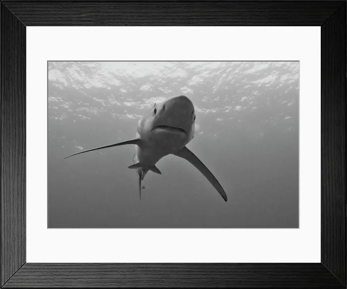 Framed Print : Blue shark (Prionace glauca) underwater Framed Print : Blue shark (Prionace glauca) underwater