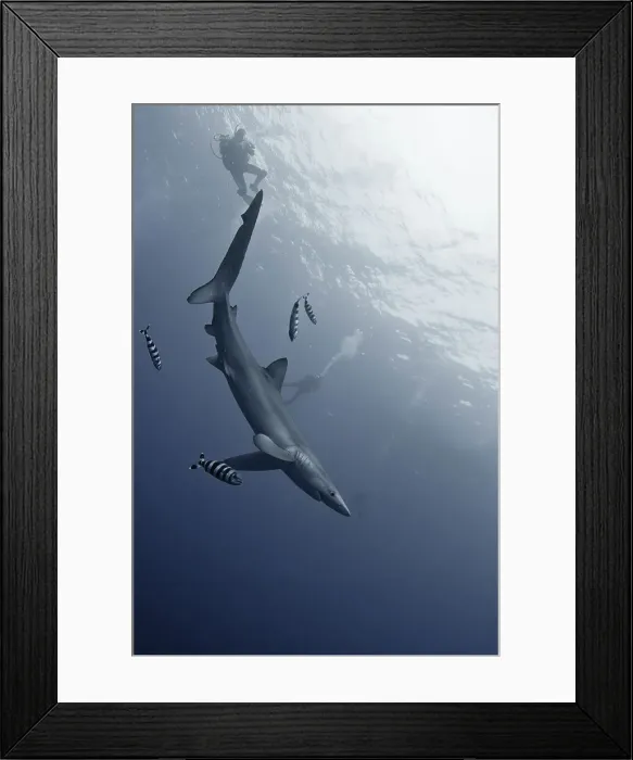 Framed Print : Blue shark (Prionace glauca) and a scuba diver underwater Framed Print : Blue shark (Prionace glauca) and a scuba diver underwater