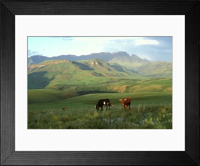 Framed Print : Cattle grazing in field near Injasuti Hutted Camp Framed Print : Cattle grazing in field near Injasuti Hutted Camp