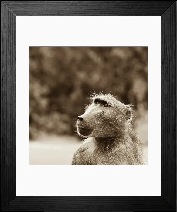 Framed Print : Chacma baboon (Papio ursinus), Timbavati Game Reserve Framed Print : Chacma baboon (Papio ursinus), Timbavati Game Reserve
