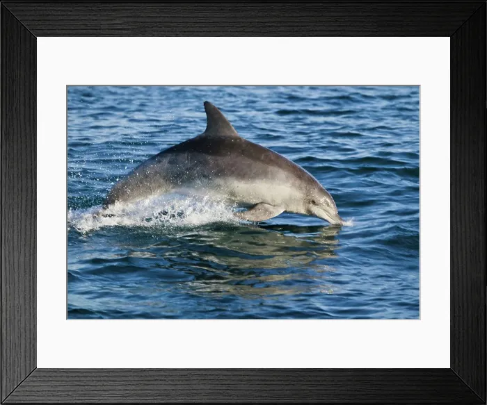 Framed Print : Dolphin off Uvongo Beach. South Coast Framed Print : Dolphin off Uvongo Beach. South Coast