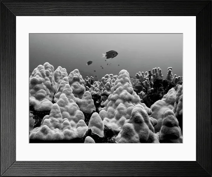 Framed Print : Underwater scene taken near Kona, Hawaii, USA Framed Print : Underwater scene taken near Kona, Hawaii, USA