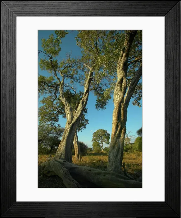 Framed Print : Apple-Leaf Tree or Raintree (Lonchocarpus capassa). Northern Tuli Game Reserve. Botswana Framed Print : Apple-Leaf Tree or Raintree (Lonchocarpus capassa). Northern Tuli Game Reserve. Botswana