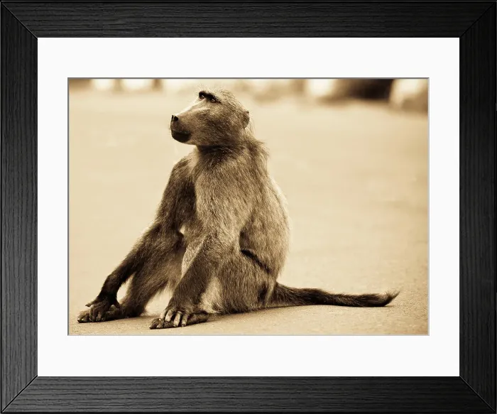 Framed Print : Chacma baboon (Papio ursinus), Timbavati Game Reserve
