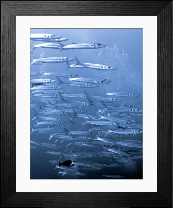 Framed Print : School of Great Barracuda (Sphyraena barracuda) fish underwater Framed Print : School of Great Barracuda (Sphyraena barracuda) fish underwater
