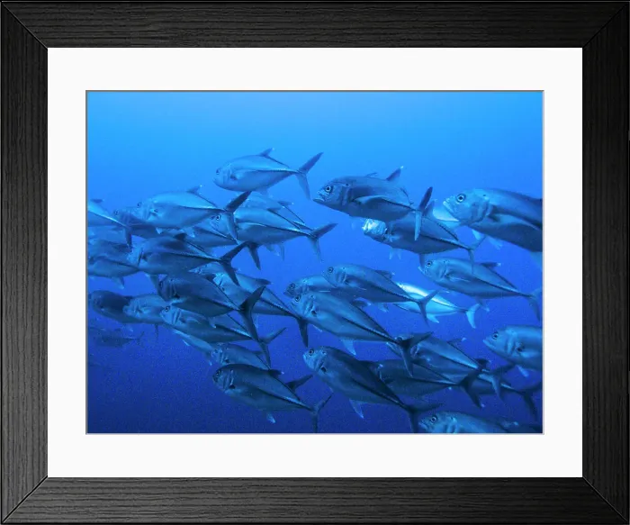 Framed Print : School of Scalloped Hammerhead sharks (Sphyrna lewini) underwater Framed Print : School of Scalloped Hammerhead sharks (Sphyrna lewini) underwater