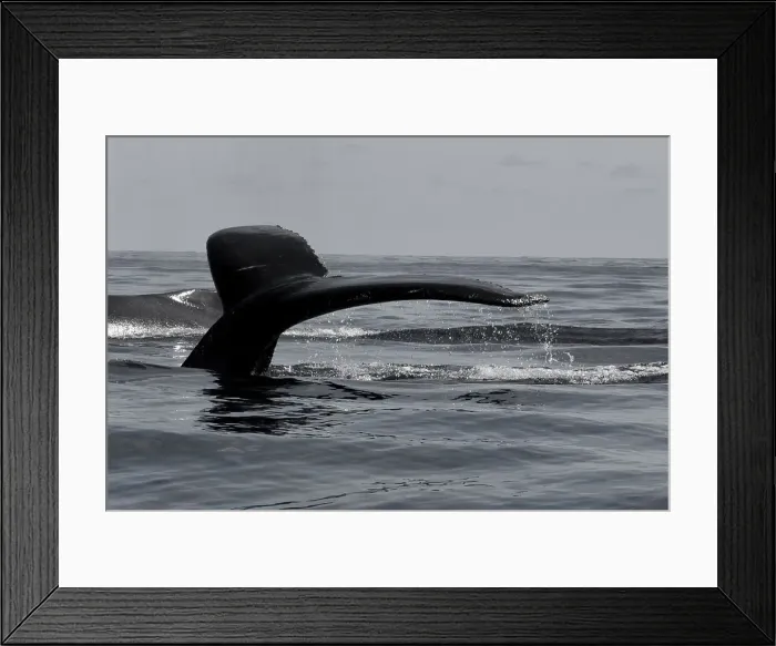 Framed Print : Humpback whale (Megaptera novaeangliae) breaching in the ocean Framed Print : Humpback whale (Megaptera novaeangliae) breaching in the ocean