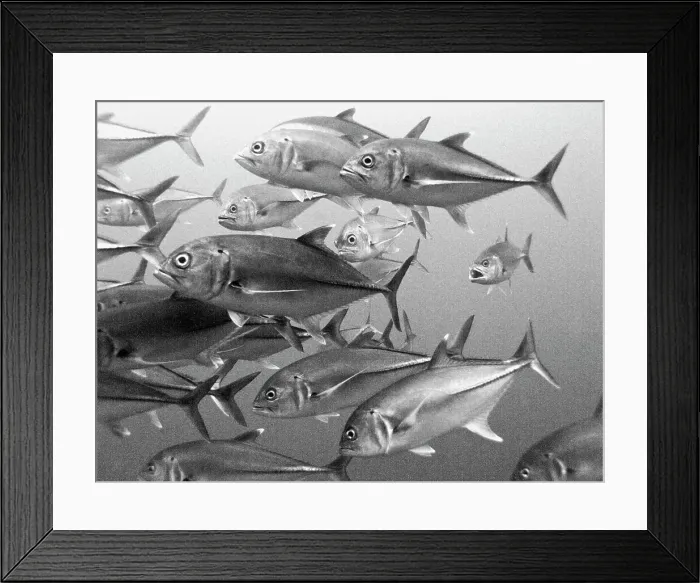 Framed Print : School of fish underwater, Cocos Island National Park