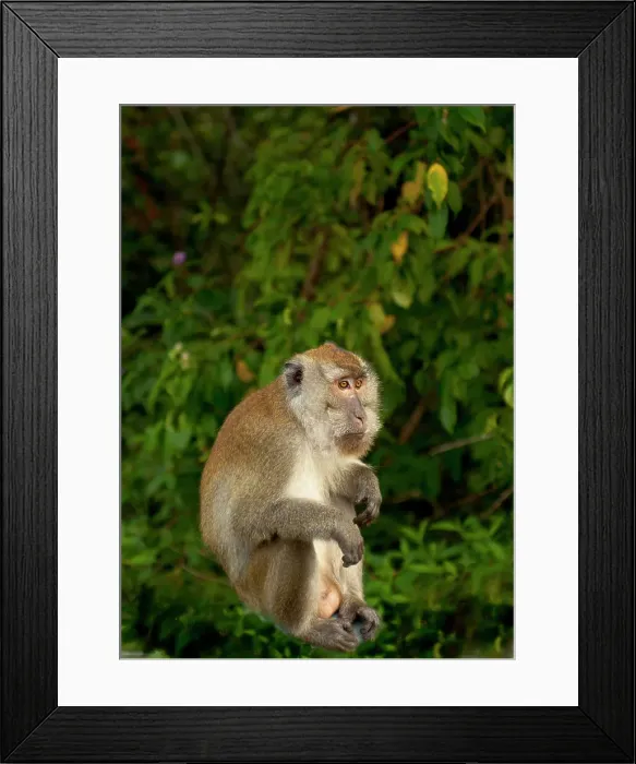 Framed Print : Long-Tailed macaque (Macaca fascicularis) on a branch