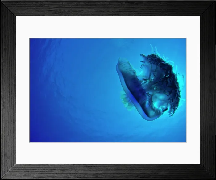 Framed Print : Moon jellyfish (Aurelia aurita) taken in the Red Sea Framed Print : Moon jellyfish (Aurelia aurita) taken in the Red Sea