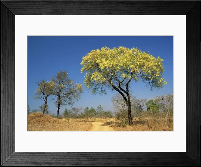 Framed Print : Knob Thorn Acacia. MalaMala Game Reserve Framed Print : Knob Thorn Acacia. MalaMala Game Reserve