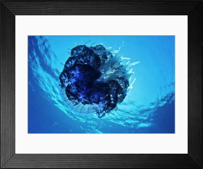 Framed Print : Moon jellyfish (Aurelia aurita) taken in the Red Sea Framed Print : Moon jellyfish (Aurelia aurita) taken in the Red Sea