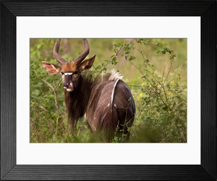 Framed Print : Nyala (Tragelaphus angasi) grazing in a forest Framed Print : Nyala (Tragelaphus angasi) grazing in a forest