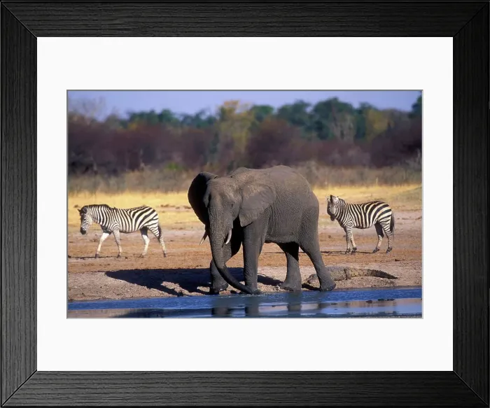 Framed Print : Elephant (Loxodonta africana )Drinking Framed Print : Elephant (Loxodonta africana )Drinking