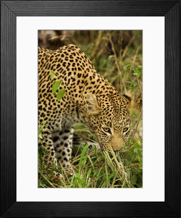Framed Print : Close-up of a leopard (Panthera pardus) in a forest