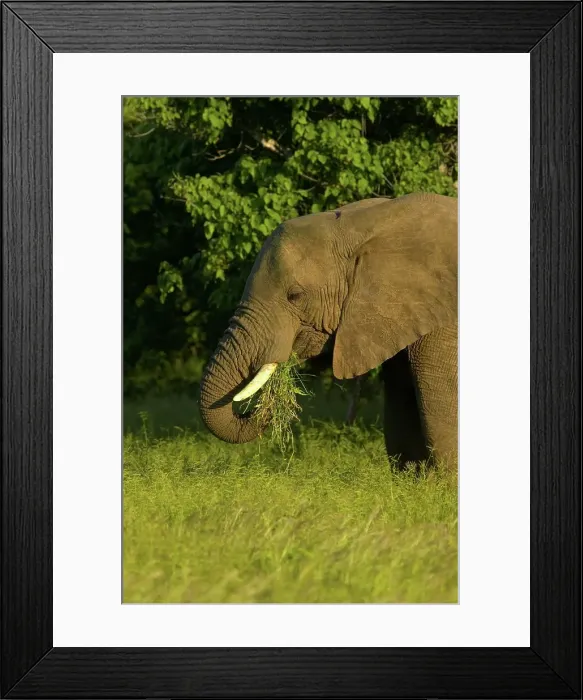 Framed Print : African Elephant (Loxodonta africana) feeding