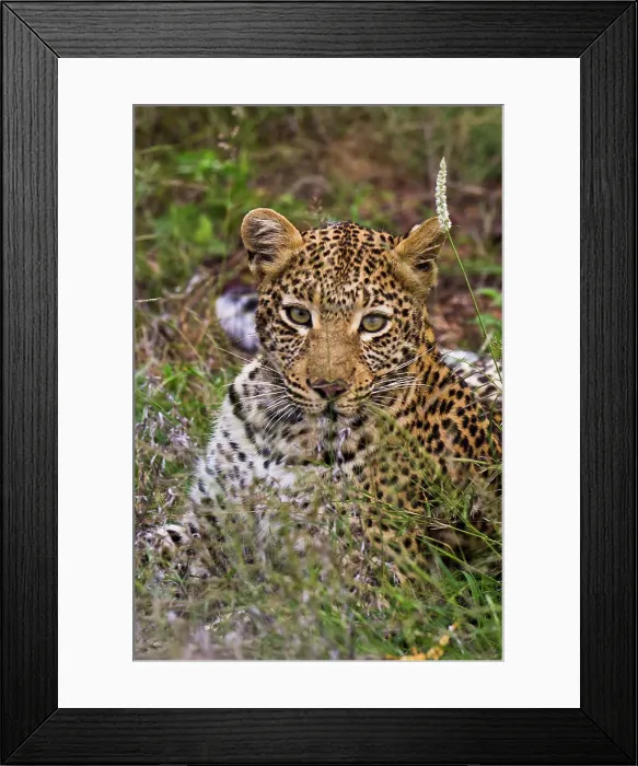 Framed Print : Close-up of a leopard (Panthera pardus) resting Framed Print : Close-up of a leopard (Panthera pardus) resting