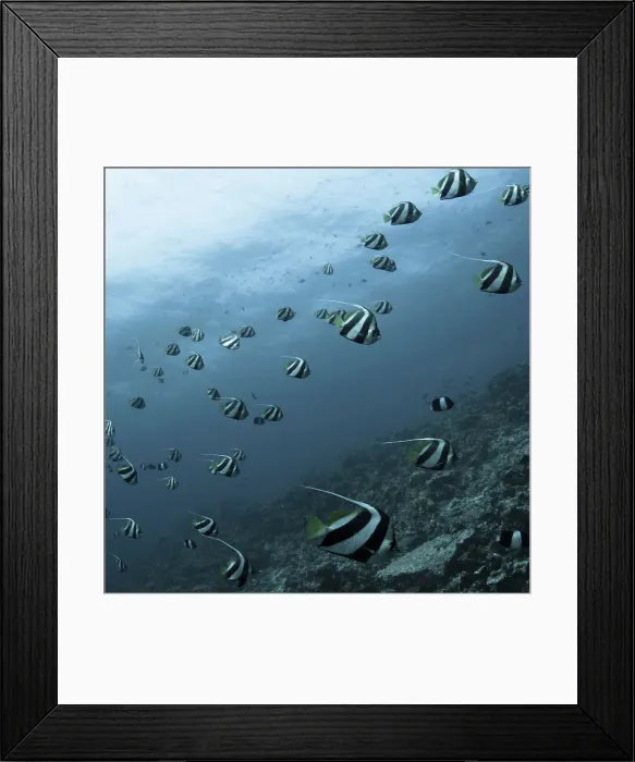 Framed Print : Underwater view of fish and coral reefs Framed Print : Underwater view of fish and coral reefs